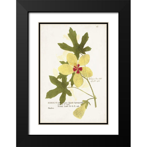 Nature Printed Botanicals XII Black Modern Wood Framed Art Print with Double Matting by Unknown