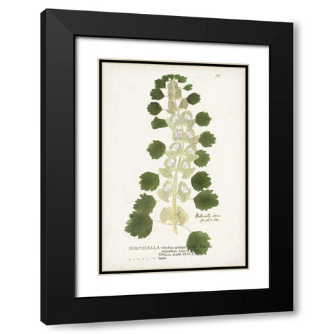Nature Printed Ferns I Black Modern Wood Framed Art Print with Double Matting by Unknown
