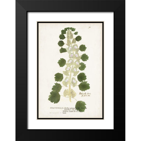 Nature Printed Ferns I Black Modern Wood Framed Art Print with Double Matting by Unknown
