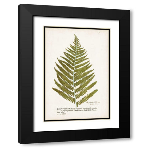 Nature Printed Ferns II Black Modern Wood Framed Art Print with Double Matting by Unknown