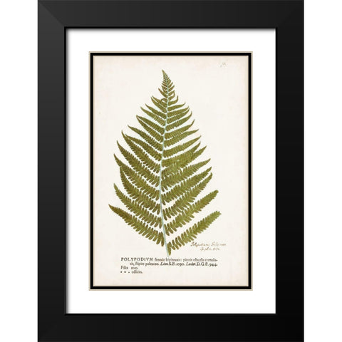Nature Printed Ferns II Black Modern Wood Framed Art Print with Double Matting by Unknown