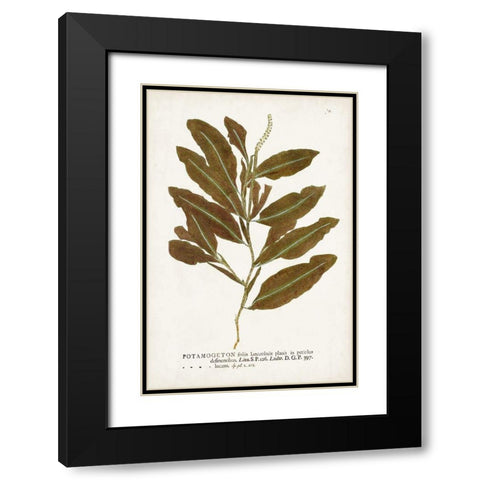 Nature Printed Ferns IV Black Modern Wood Framed Art Print with Double Matting by Unknown