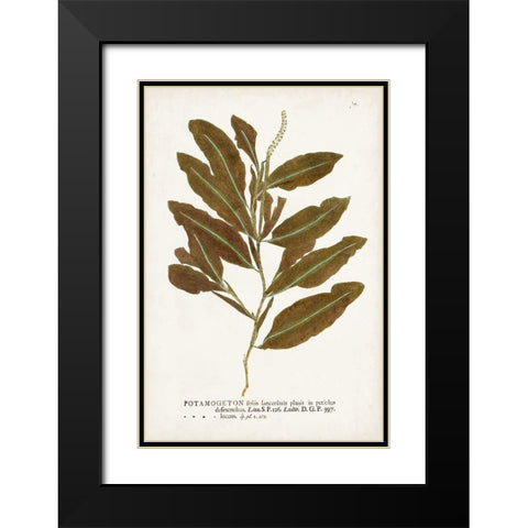 Nature Printed Ferns IV Black Modern Wood Framed Art Print with Double Matting by Unknown