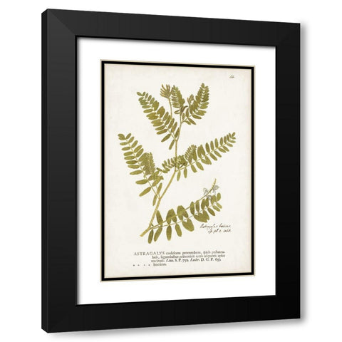 Nature Printed Ferns V Black Modern Wood Framed Art Print with Double Matting by Unknown