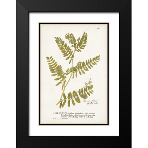 Nature Printed Ferns V Black Modern Wood Framed Art Print with Double Matting by Unknown