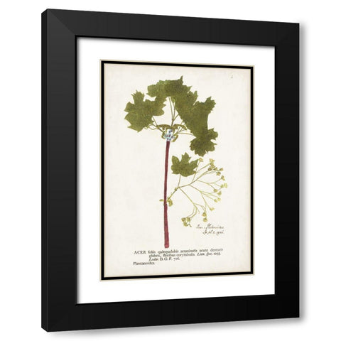 Nature Printed Ferns VI Black Modern Wood Framed Art Print with Double Matting by Unknown