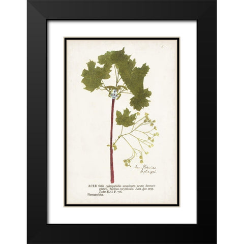 Nature Printed Ferns VI Black Modern Wood Framed Art Print with Double Matting by Unknown