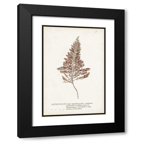 Nature Printed Ferns VIII Black Modern Wood Framed Art Print with Double Matting by Unknown