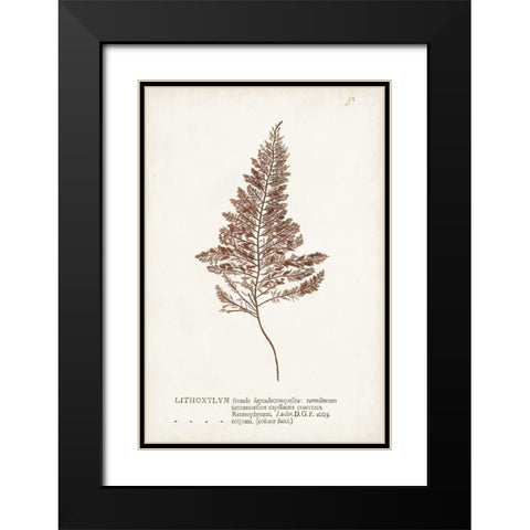 Nature Printed Ferns VIII Black Modern Wood Framed Art Print with Double Matting by Unknown
