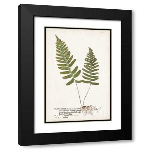 Nature Printed Ferns IX Black Modern Wood Framed Art Print with Double Matting by Unknown