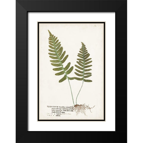 Nature Printed Ferns IX Black Modern Wood Framed Art Print with Double Matting by Unknown