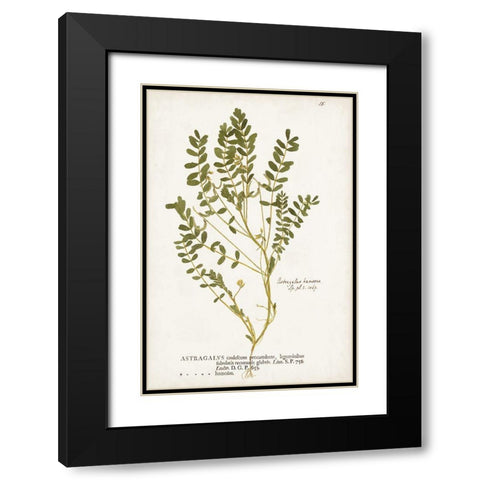 Nature Printed Ferns X Black Modern Wood Framed Art Print with Double Matting by Unknown