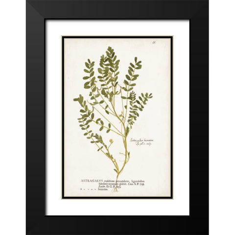 Nature Printed Ferns X Black Modern Wood Framed Art Print with Double Matting by Unknown