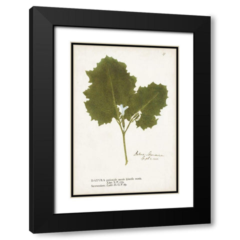 Nature Printed Ferns XI Black Modern Wood Framed Art Print with Double Matting by Unknown