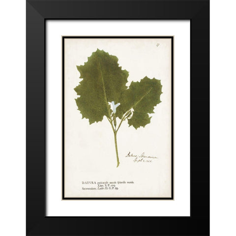 Nature Printed Ferns XI Black Modern Wood Framed Art Print with Double Matting by Unknown