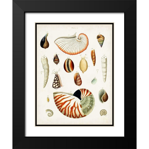Antique Shell Collection I Black Modern Wood Framed Art Print with Double Matting by Unknown