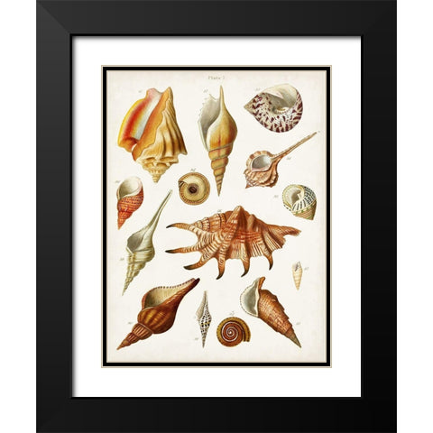 Antique Shell Collection II Black Modern Wood Framed Art Print with Double Matting by Unknown