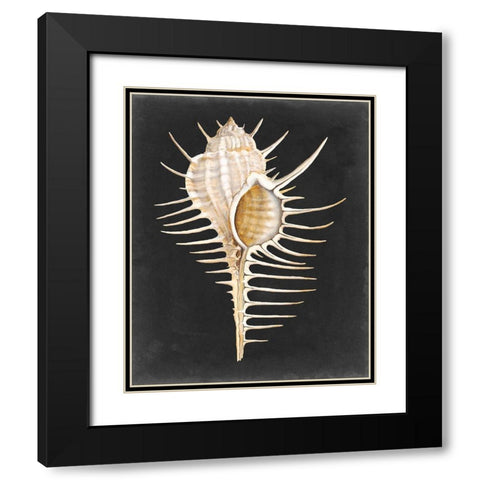 Graphic Spiny Murex Black Modern Wood Framed Art Print with Double Matting by Willett, Michael