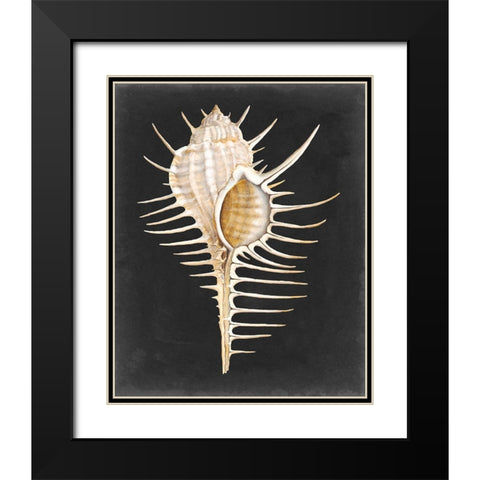 Graphic Spiny Murex Black Modern Wood Framed Art Print with Double Matting by Willett, Michael