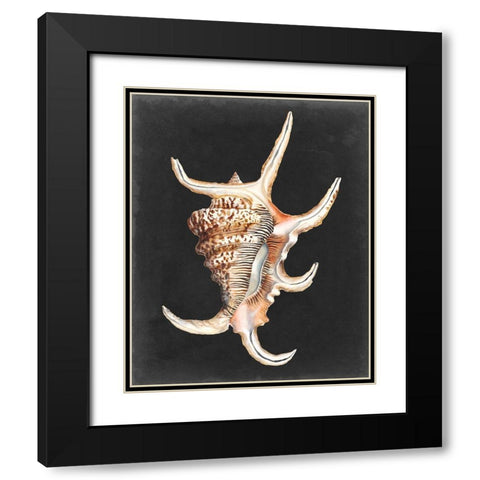 Graphic Spider Conch Black Modern Wood Framed Art Print with Double Matting by Willett, Michael
