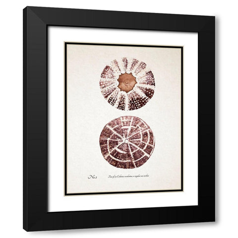 Sienna Shell Collector II Black Modern Wood Framed Art Print with Double Matting by Warren, Annie