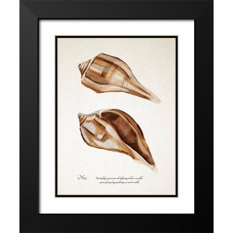 Sienna Shell Collector III Black Modern Wood Framed Art Print with Double Matting by Warren, Annie