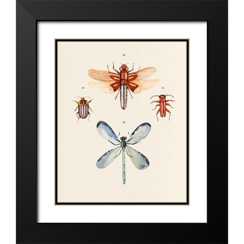 Insect Varieties IV Black Modern Wood Framed Art Print with Double Matting by Warren, Annie