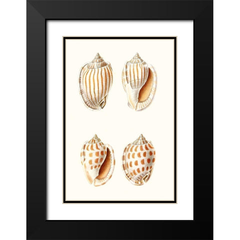 Lamarck Shells I Black Modern Wood Framed Art Print with Double Matting by Lamarck