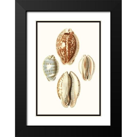 Lamarck Shells III Black Modern Wood Framed Art Print with Double Matting by Lamarck