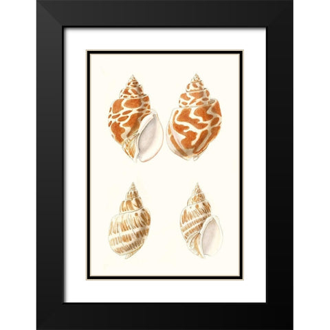 Lamarck Shells IV Black Modern Wood Framed Art Print with Double Matting by Lamarck