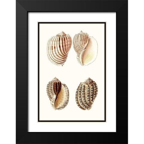 Lamarck Shells V Black Modern Wood Framed Art Print with Double Matting by Lamarck