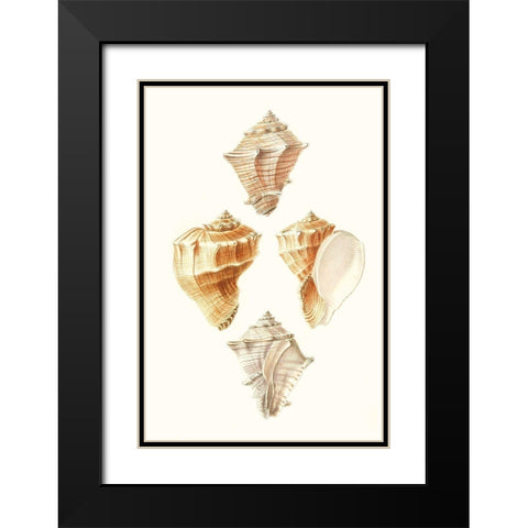 Lamarck Shells VI Black Modern Wood Framed Art Print with Double Matting by Lamarck
