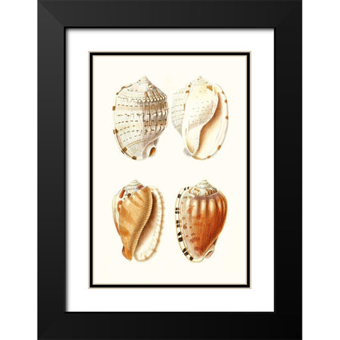 Lamarck Shells VII Black Modern Wood Framed Art Print with Double Matting by Lamarck