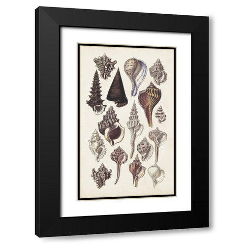 Seashell Array I Black Modern Wood Framed Art Print with Double Matting by Sowerby, G.B.