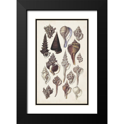 Seashell Array I Black Modern Wood Framed Art Print with Double Matting by Sowerby, G.B.