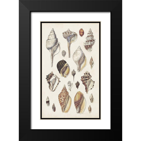 Seashell Array II Black Modern Wood Framed Art Print with Double Matting by Sowerby, G.B.