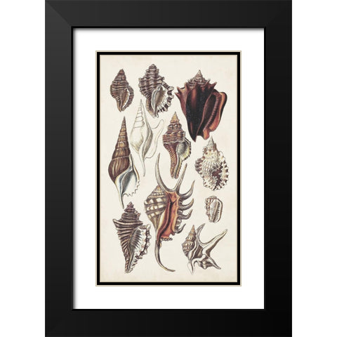Seashell Array III Black Modern Wood Framed Art Print with Double Matting by Sowerby, G.B.