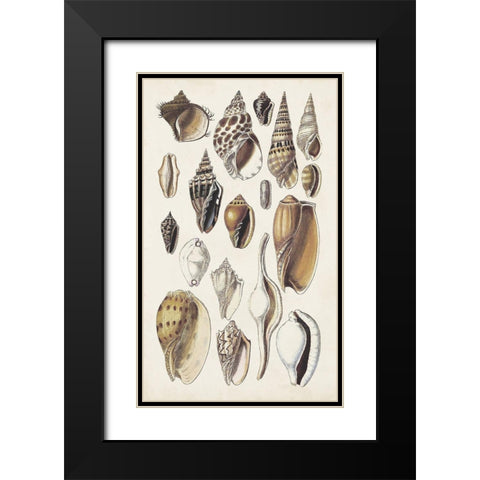 Seashell Array IV Black Modern Wood Framed Art Print with Double Matting by Sowerby, G.B.