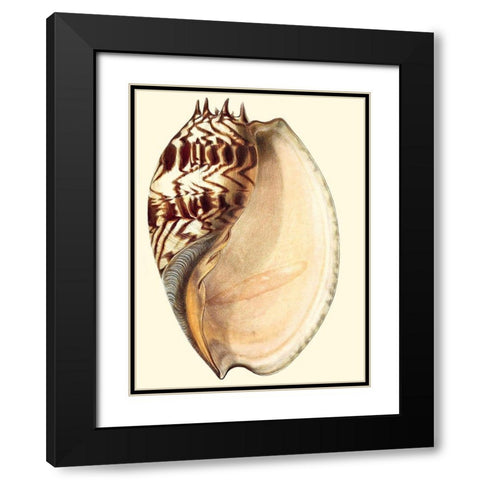 Splendid Shells II Black Modern Wood Framed Art Print with Double Matting by Vision Studio