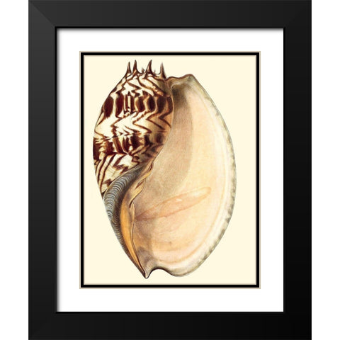 Splendid Shells II Black Modern Wood Framed Art Print with Double Matting by Vision Studio
