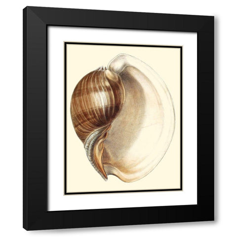 Splendid Shells III Black Modern Wood Framed Art Print with Double Matting by Vision Studio