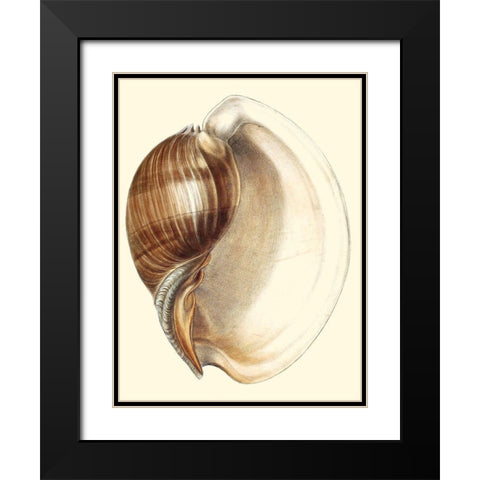 Splendid Shells III Black Modern Wood Framed Art Print with Double Matting by Vision Studio