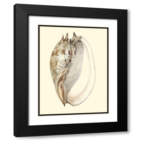 Splendid Shells IV Black Modern Wood Framed Art Print with Double Matting by Vision Studio