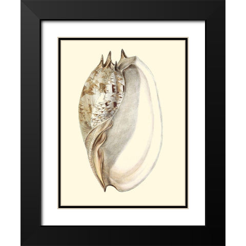 Splendid Shells IV Black Modern Wood Framed Art Print with Double Matting by Vision Studio