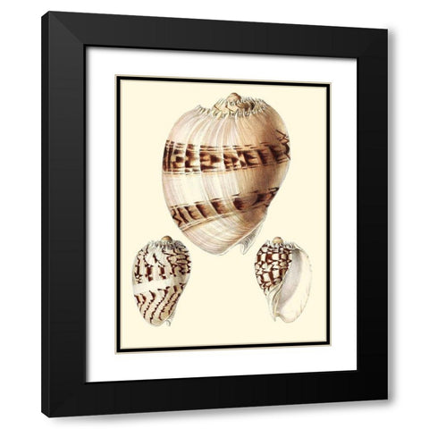 Splendid Shells V Black Modern Wood Framed Art Print with Double Matting by Vision Studio