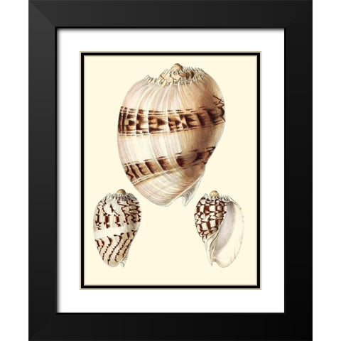 Splendid Shells V Black Modern Wood Framed Art Print with Double Matting by Vision Studio