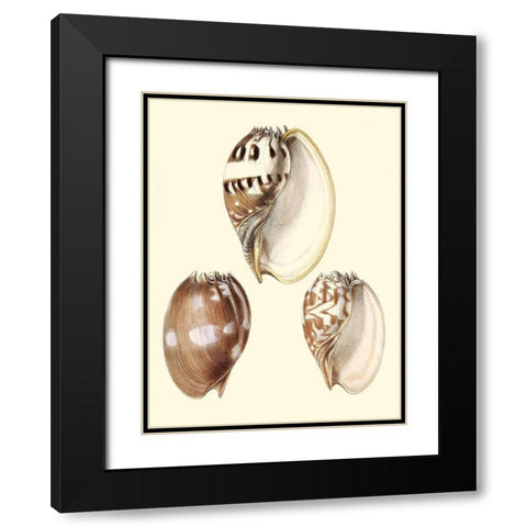 Splendid Shells VI Black Modern Wood Framed Art Print with Double Matting by Vision Studio