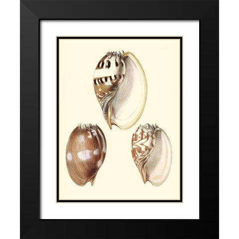 Splendid Shells VI Black Modern Wood Framed Art Print with Double Matting by Vision Studio