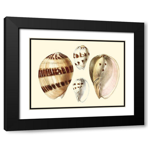 Splendid Shells VII Black Modern Wood Framed Art Print with Double Matting by Vision Studio