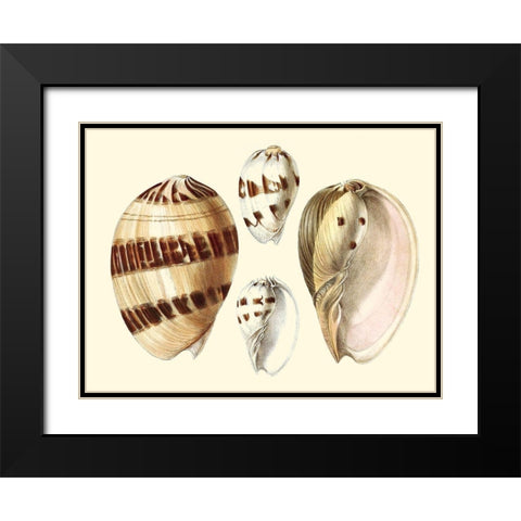 Splendid Shells VII Black Modern Wood Framed Art Print with Double Matting by Vision Studio